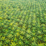 Precio de la margarina industrial y aceites vegetales