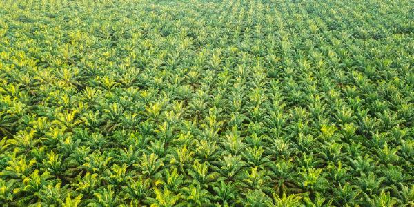 Precio de la margarina industrial y aceites vegetales